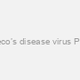 Pacheco’s disease virus PCR kit